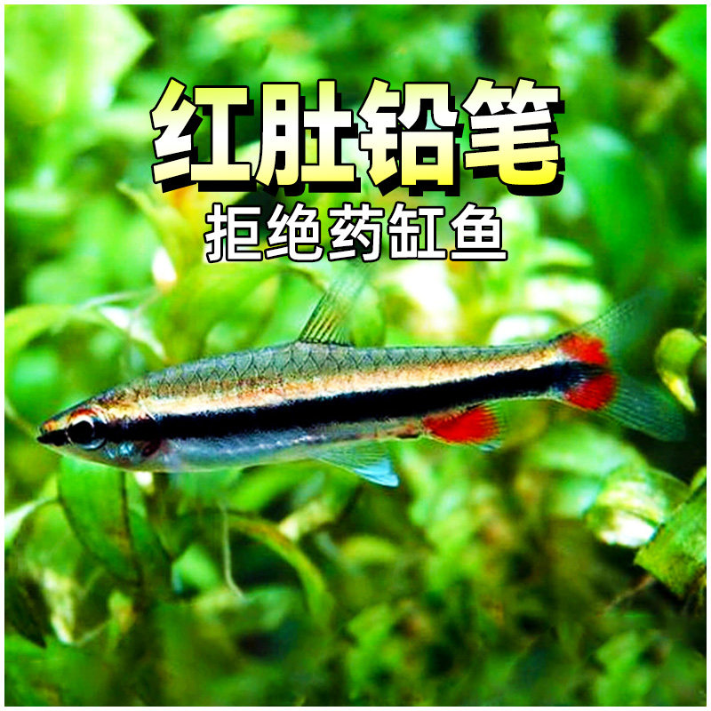 红肚铅笔橘色铅笔鱼红头红肚铅笔灯观赏鱼水草缸群游小型热带活体