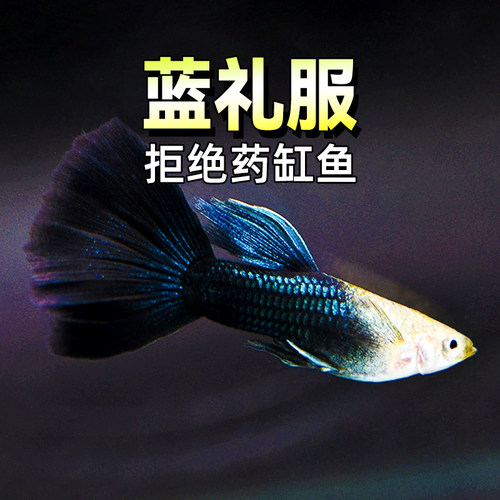 蓝礼服精品鱼大背凤尾孔雀鱼包邮