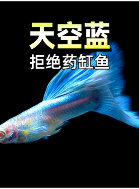 天空蓝白孔雀鱼缎带大c精品孕母