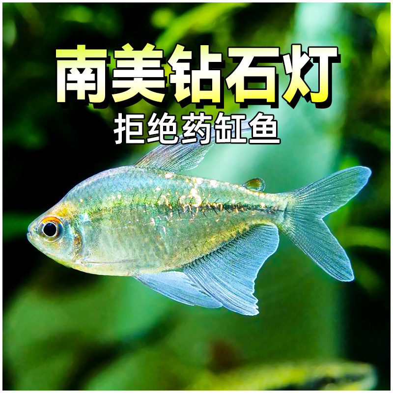 南美钻石灯闪光直线脂鲤南美进口小淡水热带鱼灯科鱼群游鱼水草缸,宠物/宠物食品及用品,鱼,淘宝优惠券,粉丝福利购,淘宝优惠卷