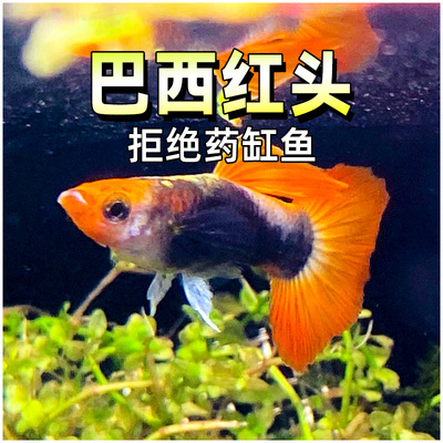 深海蓝贵族红头巴西孔雀鱼精品