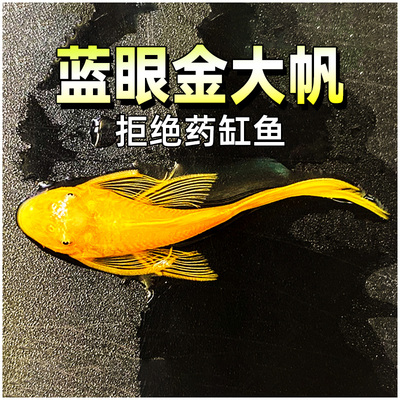 广东发货吃水藻青苔清道夫