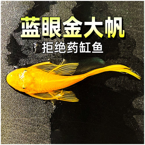广东发货吃水藻青苔清道夫