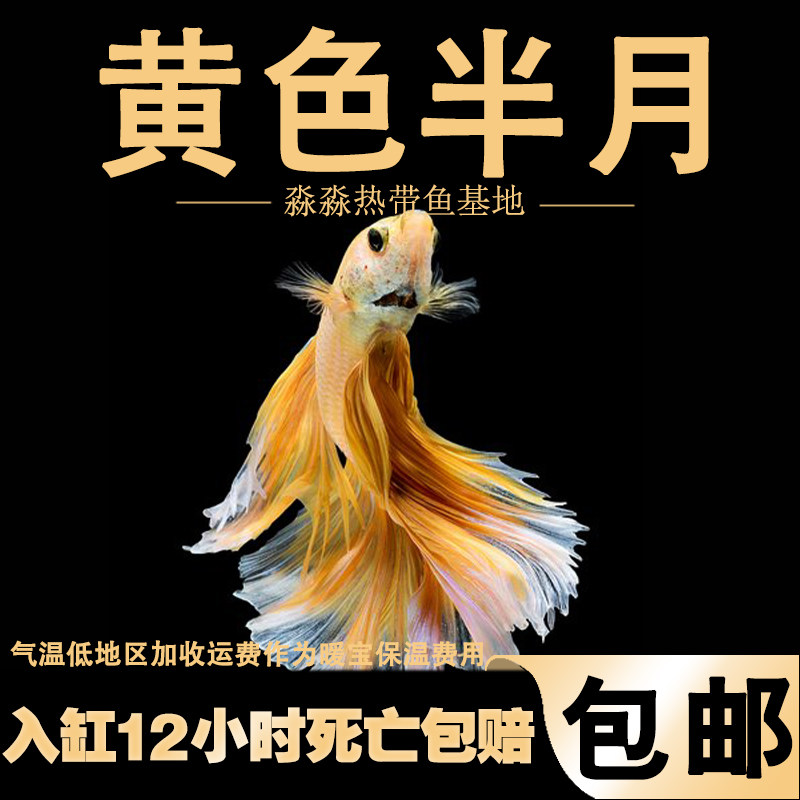 精品泰国斗鱼精品黄半月彩色金黄色纯色淡水易养热带观赏仙女鱼