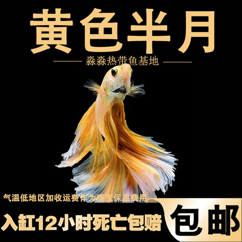 精品泰国斗鱼精品黄半月彩色金黄色纯色淡水易养热带观赏仙女鱼