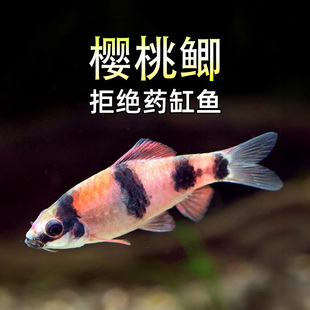 樱桃鲫鱼小型鲃鱼冷水鱼观赏鱼东南亚水族鱼缸耐寒红尾玫瑰鲫活体