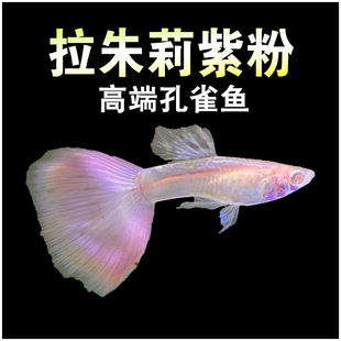 拉朱莉紫粉孔雀鱼精品水草缸公母鱼热带淡水观赏鱼