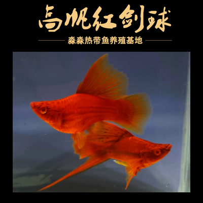 淼淼水族红箭鱼红剑鱼热带淡水