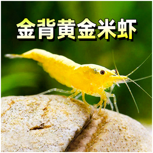 黄金虾宽背金黄色米虾金线粗背黄米虾淡水水草观赏除藻工具虾活体