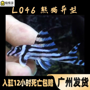 L46熊猫异型鱼热带鱼南美草缸造景观赏鱼底栖清洁工具鱼