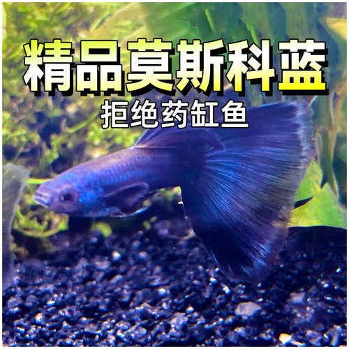 莫斯科蓝孔雀大尾大纯种母活鱼