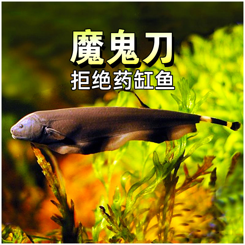 黑羽毛刀鱼黑魔鬼刀鱼水草缸热带淡水观赏七星刀鱼么刀鳗鱼活体鱼,宠物/宠物食品及用品,鱼,淘宝优惠券,粉丝福利购,淘宝优惠卷