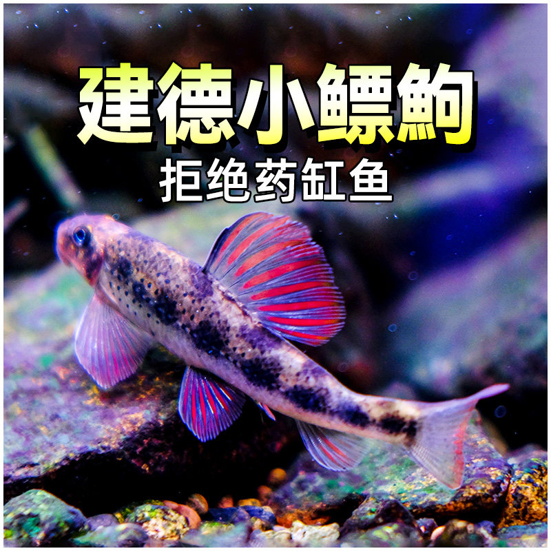 建德小鳔鮈原生冷水鱼捧花鱼