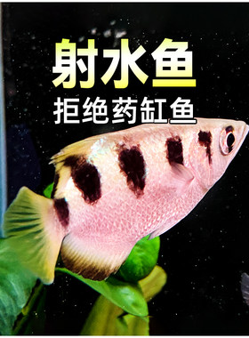 射水鱼观赏鱼好养淡水鱼
