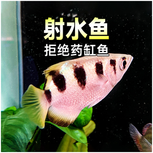 射水鱼 高射炮鱼活体射飞虫鱼观赏鱼热带鱼草缸淡水鱼水族