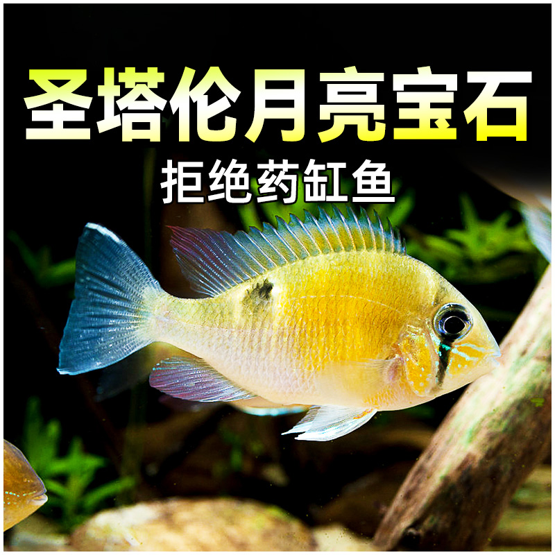 圣塔伦月亮宝石鱼南美慈鲷温顺好养活体群游观赏热带鱼