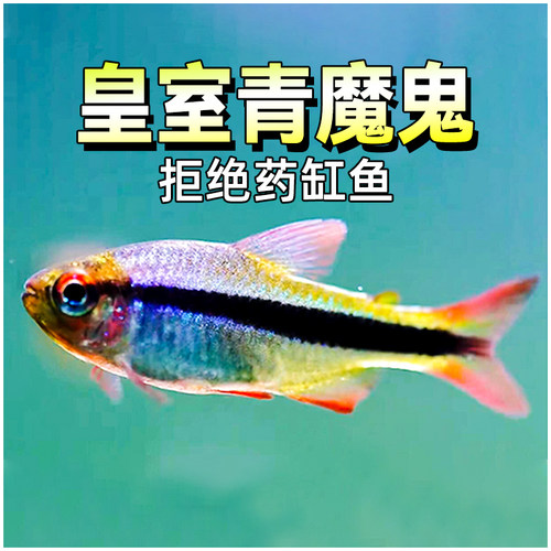 皇室青魔鬼灯鱼热带鱼草缸群游