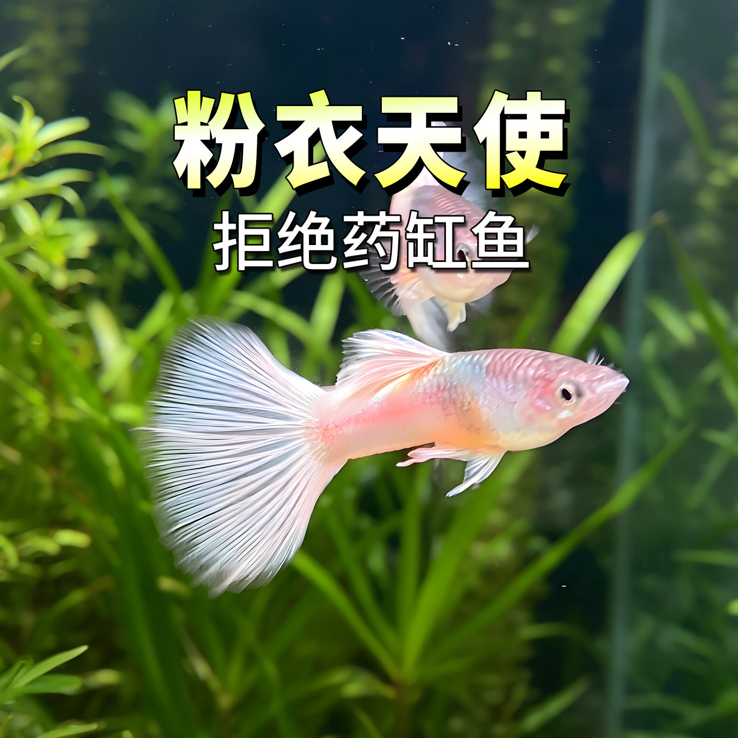 粉衣天使热带淡水孔雀鱼活体