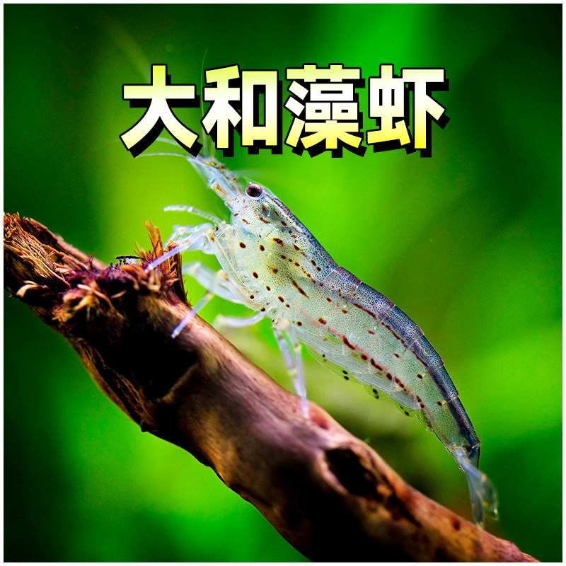 大和藻虾/大河藻虾大和沼虾台湾进口工具虾观赏虾除藻清洁淡水虾