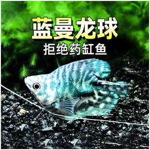 蓝曼龙球鱼热带淡水观赏鱼丝足黄曼龙鱼五彩血珍珠马甲球小型活体