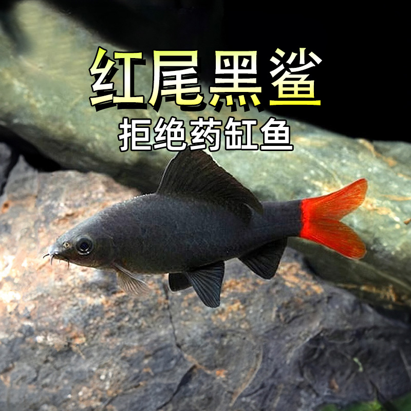 红尾黑鲨鱼淡水吃青苔强效工具