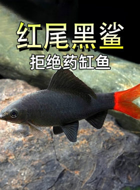 红尾黑鲨鱼淡水吃青苔强效工具
