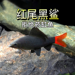 红尾黑鲨鱼除藻吃青苔强效工具热带淡水鱼清道夫彩虹沙粉红鲨活体
