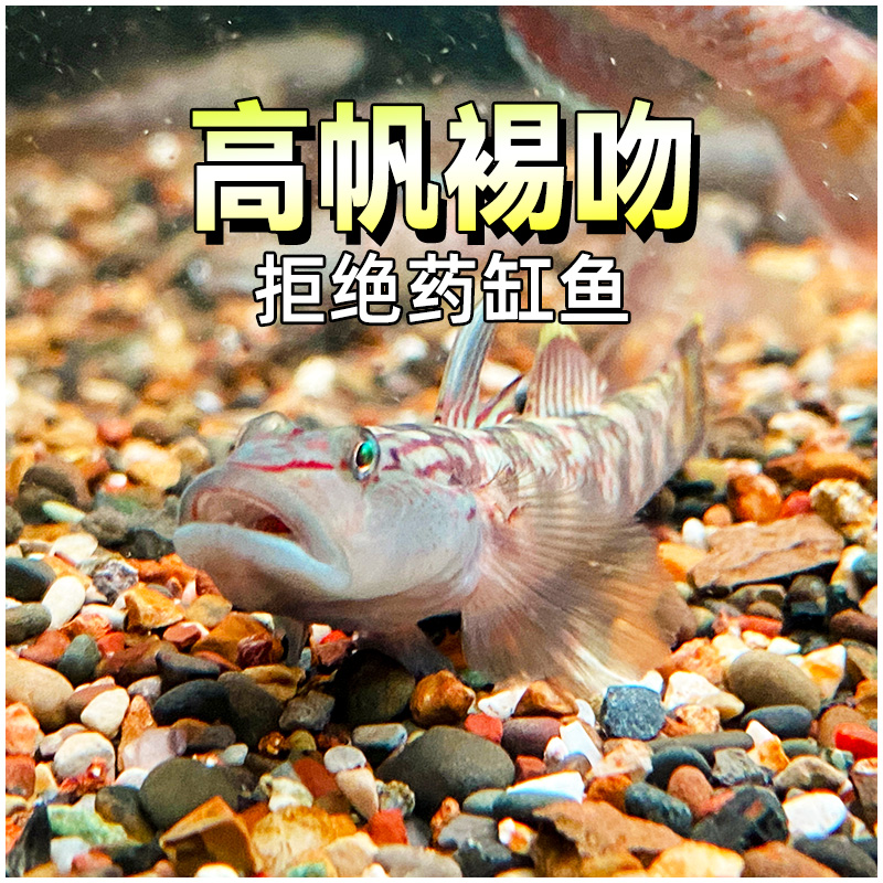 高帆裼吻虾虎鱼原生冷水观赏鱼