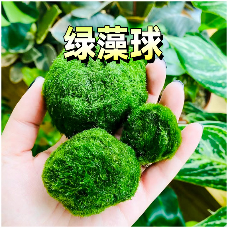 绿藻球水藻植物鱼缸造景装饰