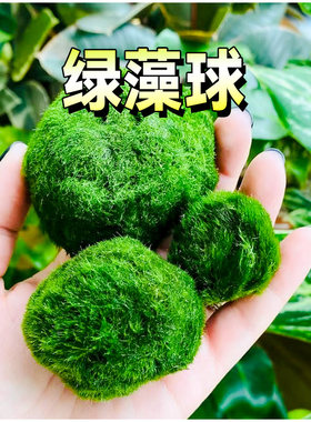绿藻球水藻植物鱼缸造景装饰