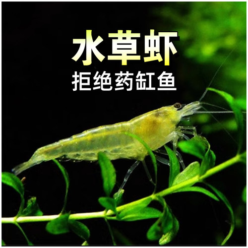超大号淡水清洁除藻虾水草虾包邮
