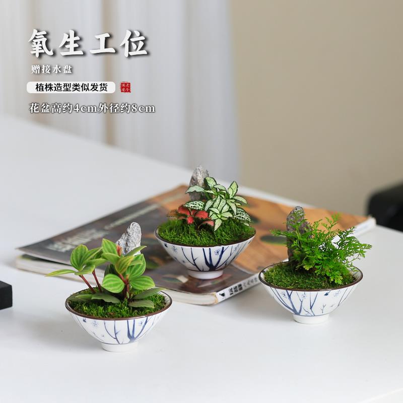 指尖迷你盆栽室内客厅办公室情绪绿植好养套装闺蜜礼物蕨类植物