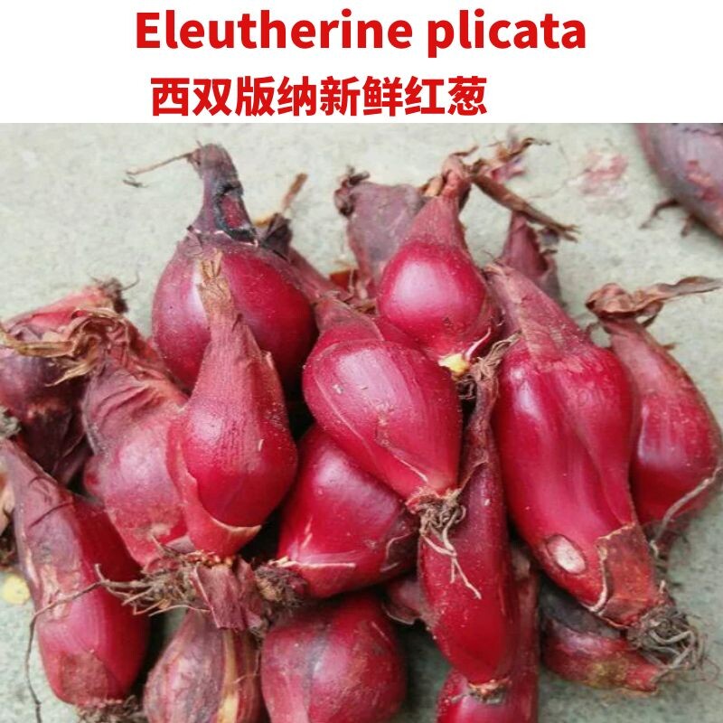 食补小红蒜根中药材小红蒜珠葱百步还阳红葱红根水仙种苗500g