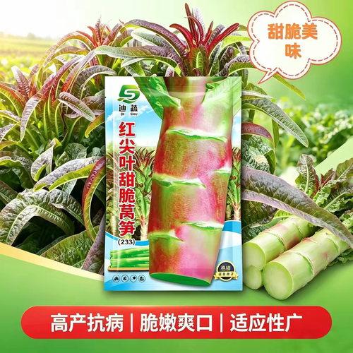 红尖叶甜脆莴笋种子紫红皮香莴笋耐寒高产庭院小菜园四季播蔬菜籽