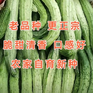 五常特甜山河白黄瓜种子旱黄瓜种子早熟强雌性抗病本地白黄瓜种子