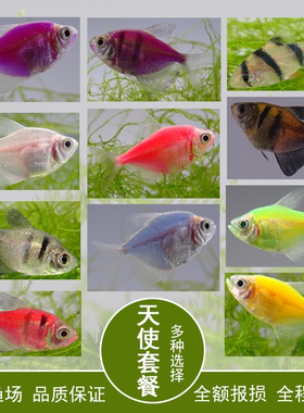 红天使鱼活体热带观赏鱼淡水蓝色七彩绿紫柠檬白色青苹果老虎黑裙