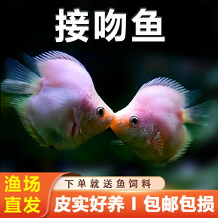 接吻鱼黄曼龙蓝曼龙珍珠马甲丽丽鱼小型热带鱼亲嘴鱼淡水鱼活体鱼