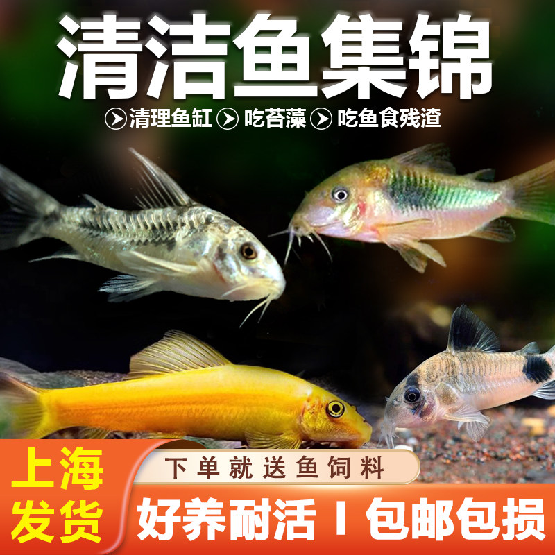 清洁大师金苔鼠除藻清洁工具鱼