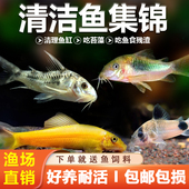 清道夫鱼观赏鱼活体金苔鼠鱼缸清洁除藻工具淡水好养老鼠鱼金苔鼠