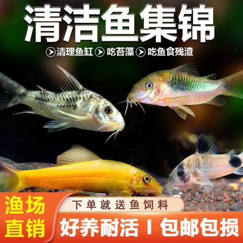 清道夫鱼缸清洁鱼观赏鱼清垃圾鱼