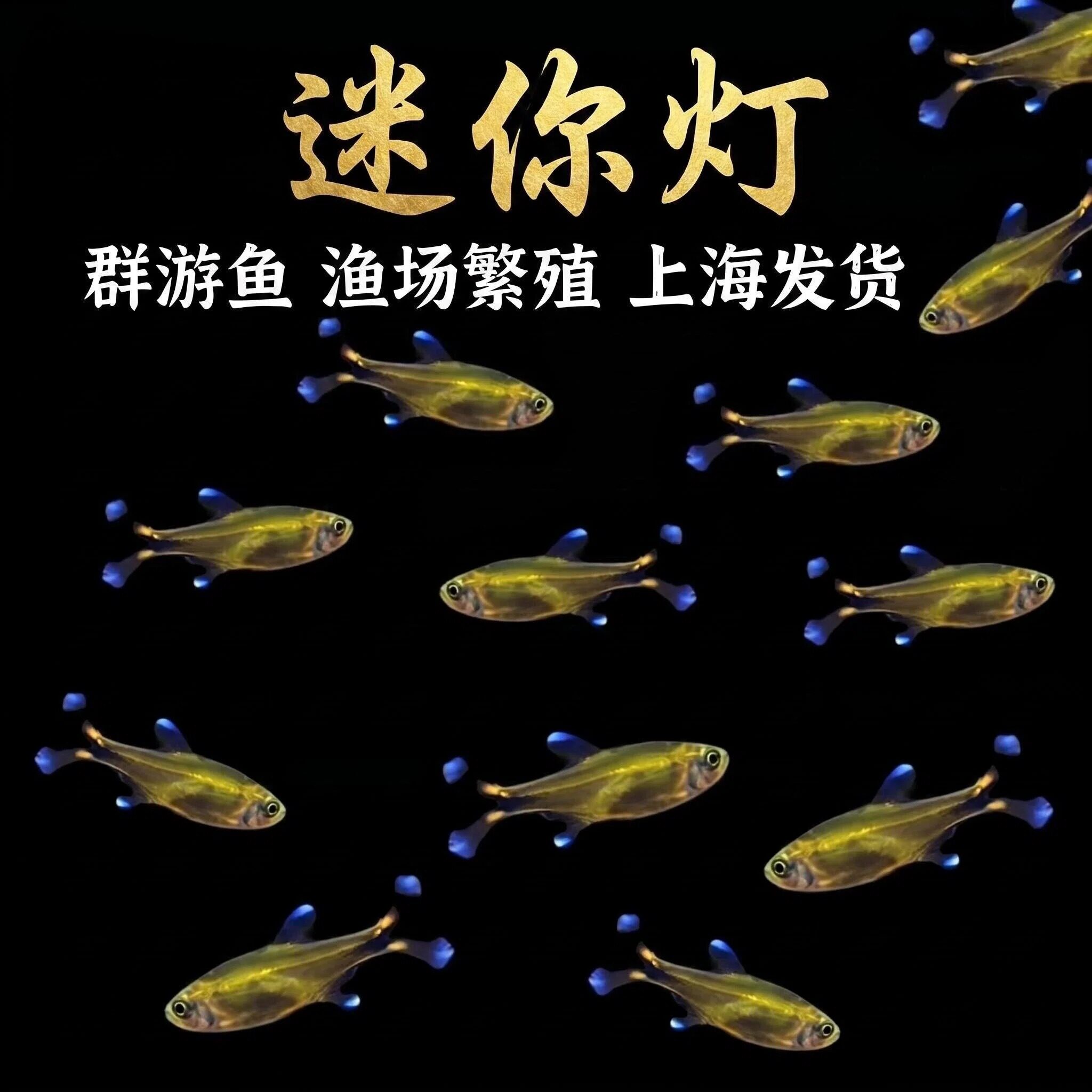 迷你灯鱼满天星热带观赏小鱼红绿灯草缸群游灯科鱼活体观赏鱼包邮