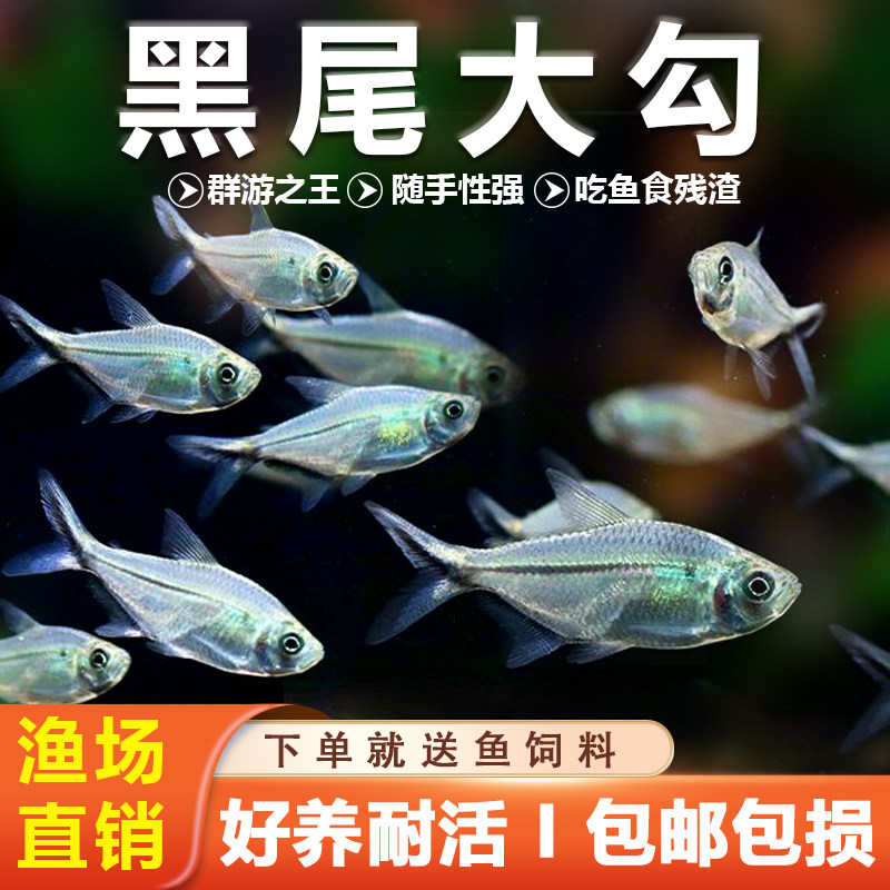 超爱群游精品黑尾大勾鱼好养耐活