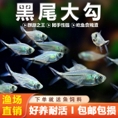 黑尾大勾热带鱼观赏鱼草缸群游鱼小型鱼活体鱼黑尾红大勾扯旗灯科
