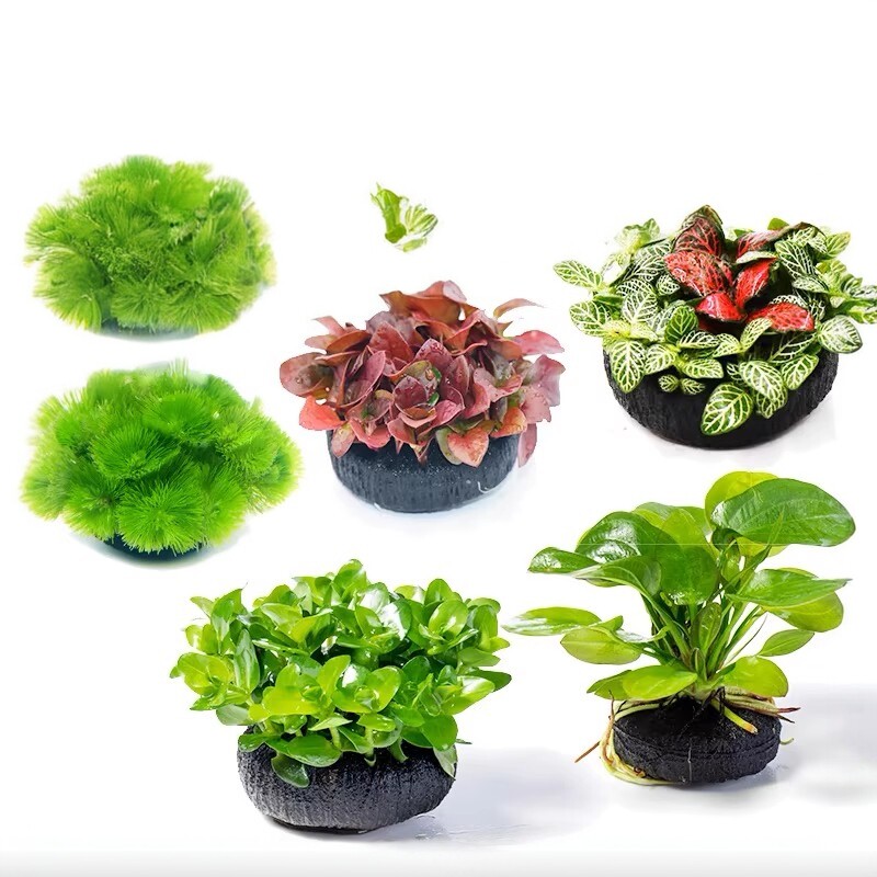 鱼缸专用活体水草植物趴地真草水培新手懒人水榕无土增氧坨草造景