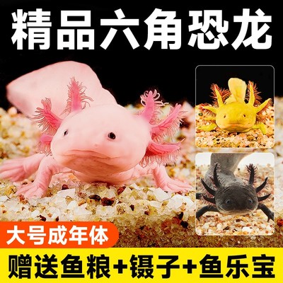 动物美西螈六角恐龙鱼适合小孩