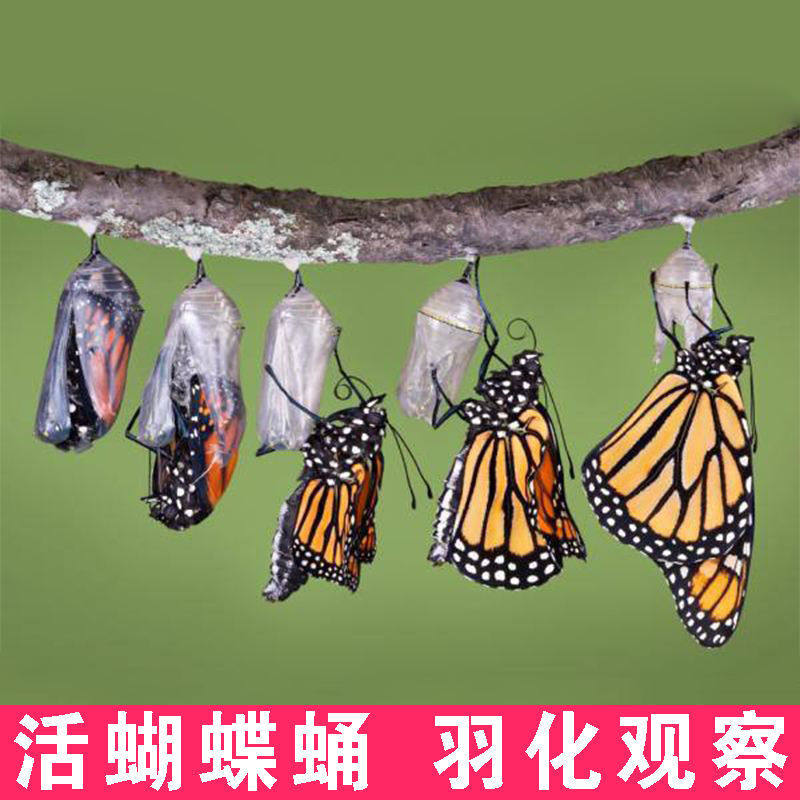 蝴蝶蛹可孵化茧卵幼虫无毒孩子小学生儿童真饲养观察盒笼羽化活体