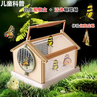 真蝴蝶蛹活体可孵化无毒放飞儿童科普礼物饲养观察小昆虫宠物认主