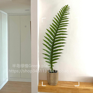 王冠蕨盆栽崖姜蕨巨叶观叶绿植室内客厅装 饰雨林大型蕨类植物耐阴