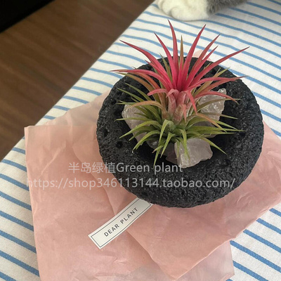 空气凤梨室内办公桌净化空气