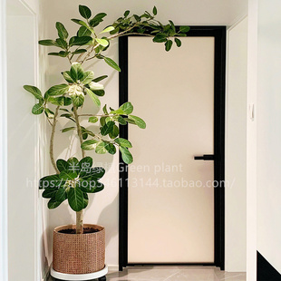 网红造型孟加拉榕盆栽大型绿植黄金榕高山榕树室内客厅落地橡皮树
